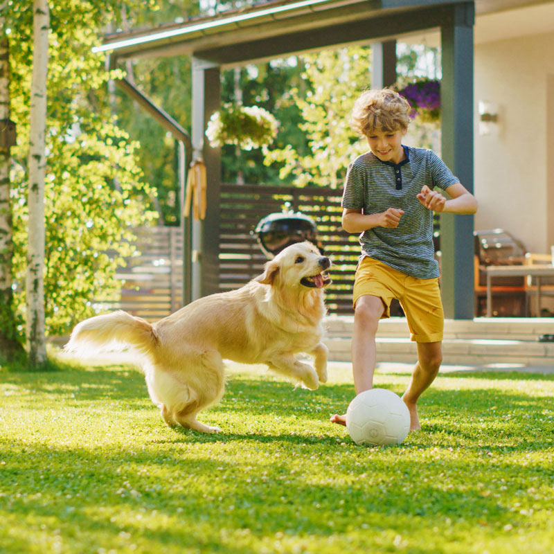kid playing with dog